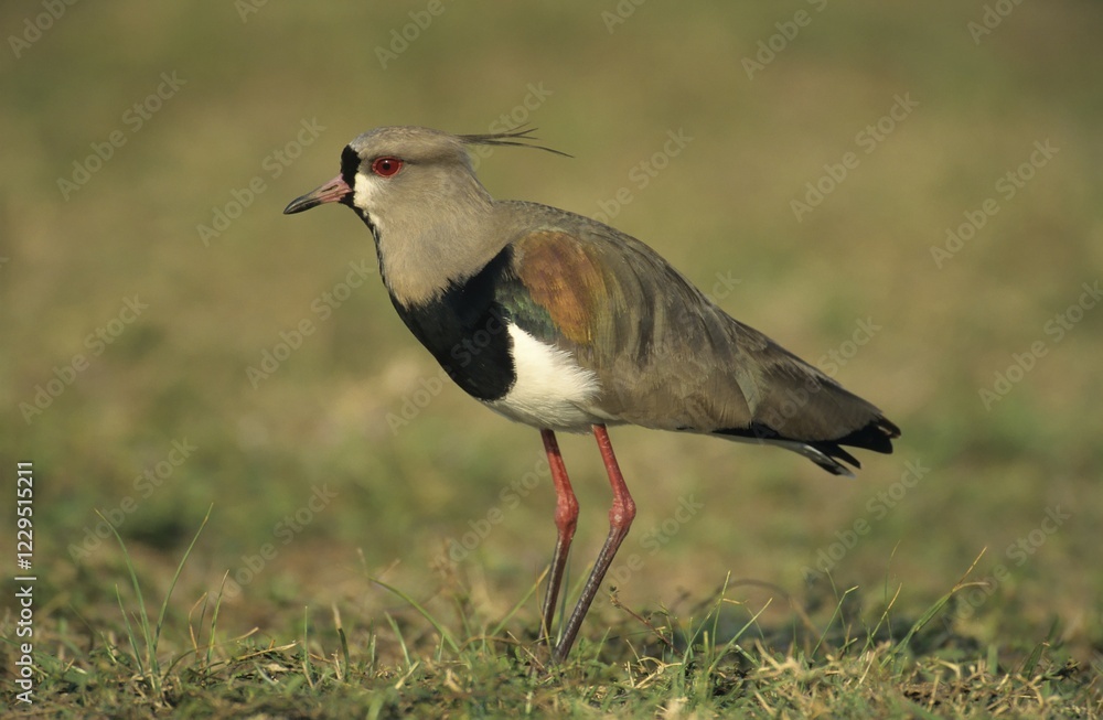 Fototapeta premium Southern Lapwing (Vanellus chilensis), Pantanal, Brazil, South America