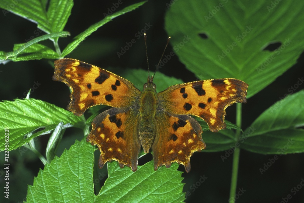 Naklejka premium Comma (Polygonia c-album)