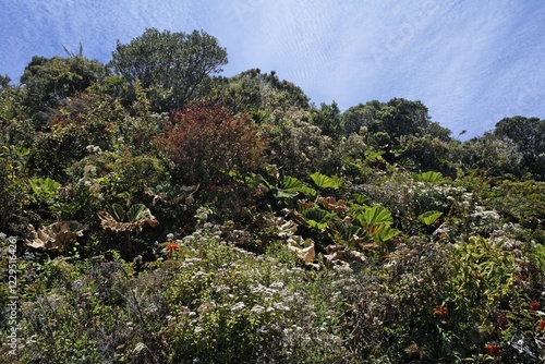 Vegetation in Irazu volcano National Park, 3400mNN, Costa Rica, Central America photo