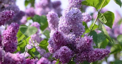 Beautiful lilac flowers blooming in spring