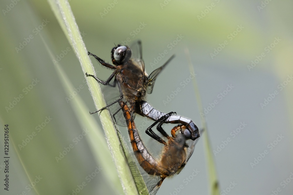 Naklejka premium Scarce Chaser, Libellula fulva, pairing