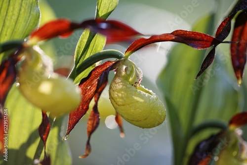 Yellow Lady's Slipper, Cypripedium calceolus, Germany, Europe photo