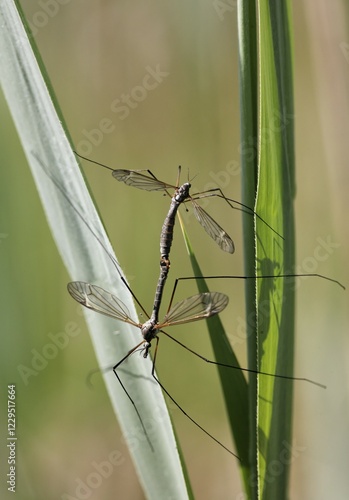 Wallpaper Mural Cranefly, Tipula maxima, pairing Torontodigital.ca