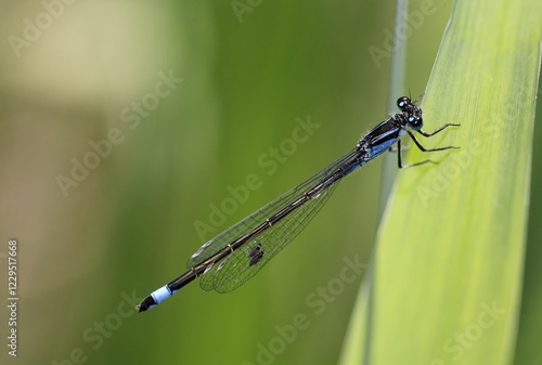 Blue-tailed Damselfly, Ischnura elegans, parasites on wings photo