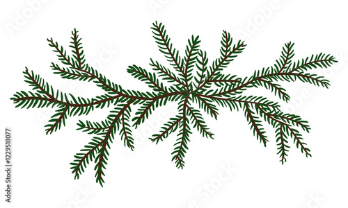 Christmas tree branch is large. An evergreen Tree. Fir tree. cedar twig. An illustration. Winter plants. Christmas tree. Festive. Natural diverse branches. Insulated decor for decoration. Hand-drawn