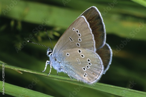 Mazarine Blue (Cyaniris semiargus), female photo