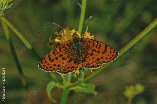 Spotted Fritillary (Melitaea didyma), male photo