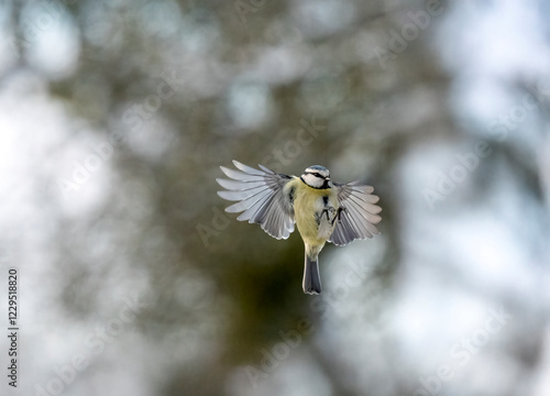 Blaumeise (Cyanistes caeruleu) photo