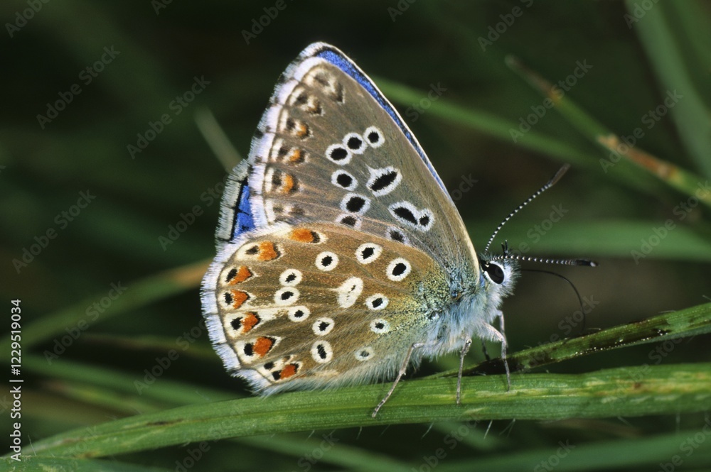 Adonis Blue (Lysandra bellargus) Adonis Blue (Lysandra bellargus)