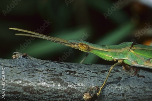 Mediterranean Slant-faced Grasshopper (Acrida ungarica) photo