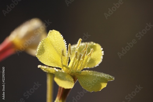 Common evening primrose, Evening star (Oenothera biennis), Germany, Europe photo