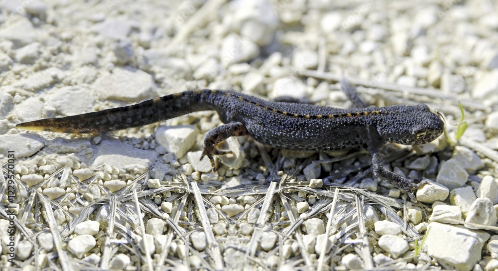 Obraz premium Alpine Newt (Triturus alpestris) on a gravel road next to Eichstaett, Bavaria, Germany, Europe