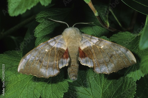 Poplar Hawk-Moth (Laothoe populi), species from the Sphingidae order of Moths photo