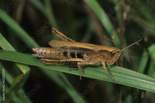 Common green grasshopper, Omocestus viridulus, female photo