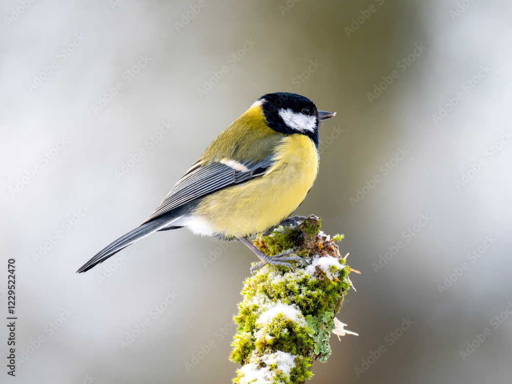 Naklejka premium Kohlmeise (Parus major)