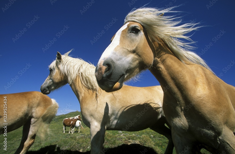 Obraz premium Haflinger horses, Fiss, Tyrol, Austria, Europe