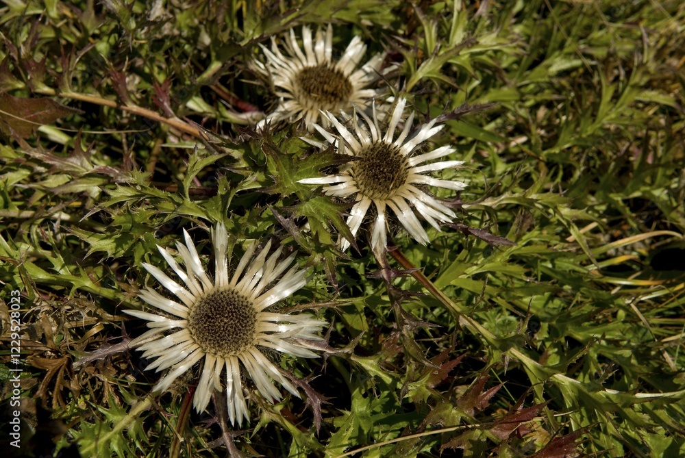 Stemless - or Dwarf Carline Thistle, Silver Thistle (Carlina acaulis), Gerstruben, Upper Allgaeu, Bavaria, Germany, Europe Stemless - or Dwarf Carline Thistle, Silver Thistle (Carlina acaulis), Gerstruben, Upper Allgaeu, Bavaria, Germany, Europe