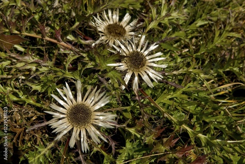 Stemless - or Dwarf Carline Thistle, Silver Thistle (Carlina acaulis), Gerstruben, Upper Allgaeu, Bavaria, Germany, Europe photo