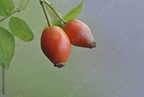 Rosehip (Rosa canina) photo