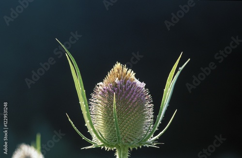 Fuller's teasel Dipsacus fullonum photo