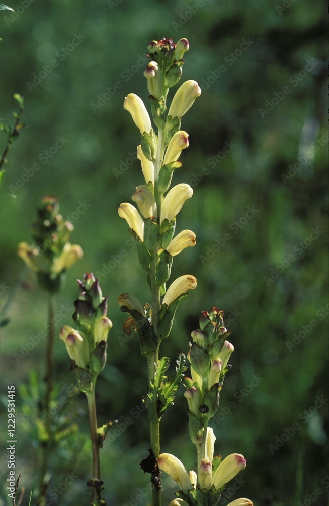 Fototapeta premium Lousewort Moor-king Pedicularis sceptrum-carolinum Germany