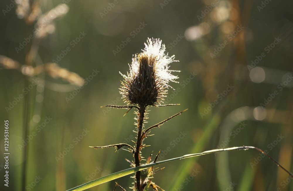 Obraz premium Thistle seeds Germany