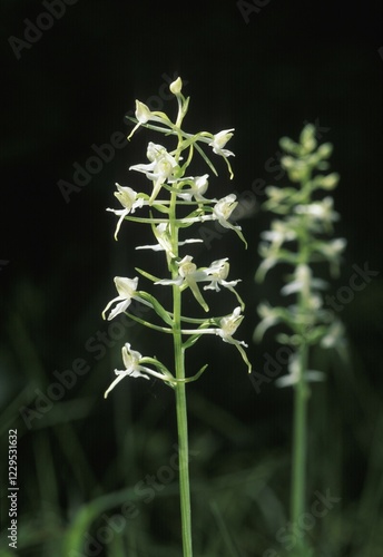 Lesser butterfly orchid Platanthera bifolia photo