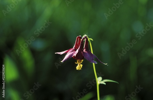 Dark Columbine Aquilegia atrata Germany photo