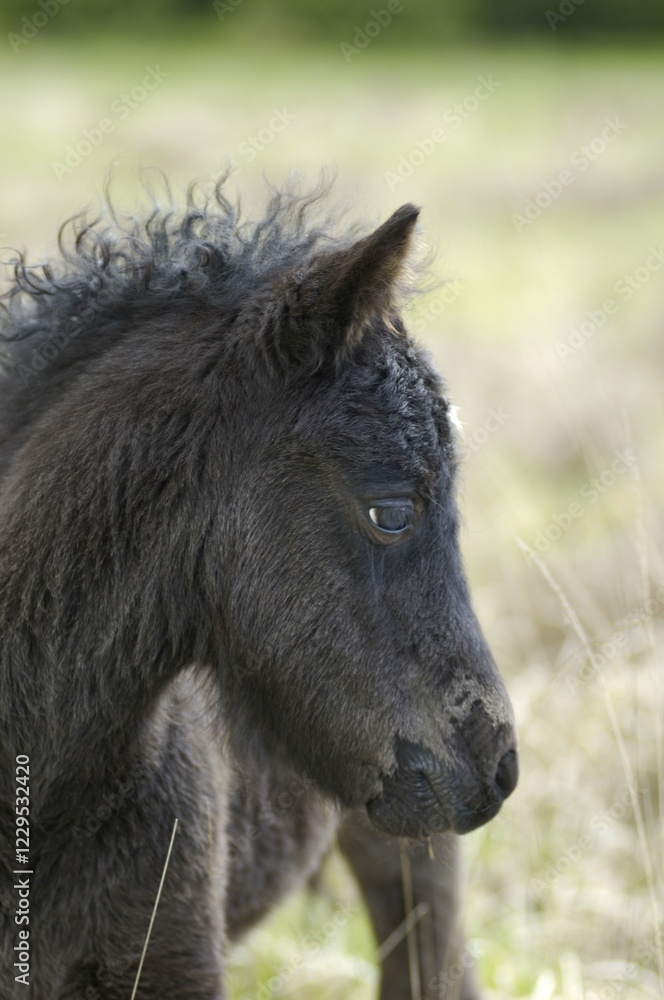 Dartmoor Pony foal Dartmoor National Park Devon England Dartmoor Pony foal Dartmoor National Park Devon England