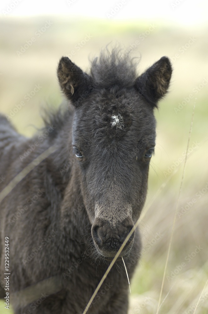 Dartmoor Pony foal Dartmoor National Park Devon England Dartmoor Pony foal Dartmoor National Park Devon England