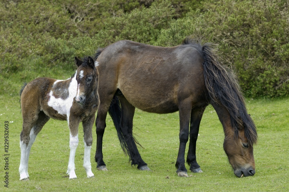 Dartmoor Pony mare with foal Dartmoor National Park Devon England Dartmoor Pony mare with foal Dartmoor National Park Devon England