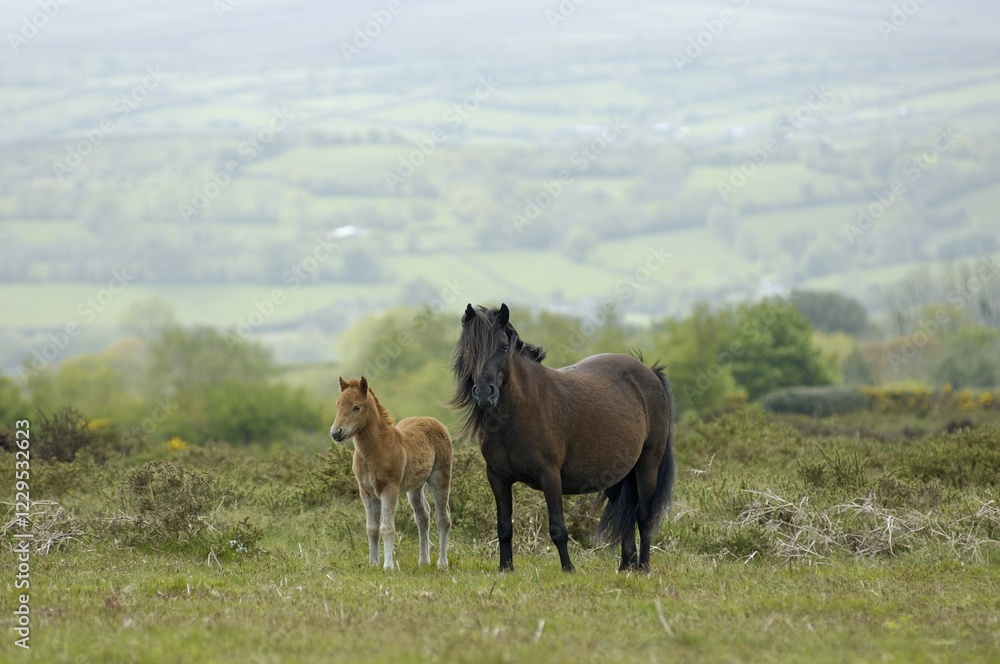 Obraz premium Dartmoor Pony mare with foal Dartmoor National Park Devon England