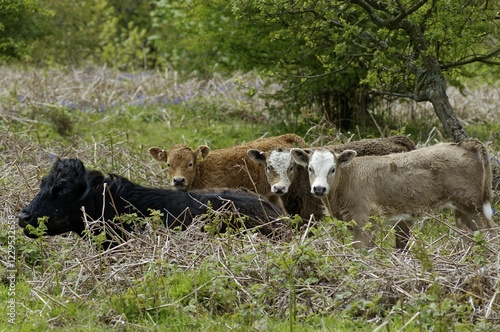 Cow with three calves near Ashburton Dartmoor National Park Devon England photo