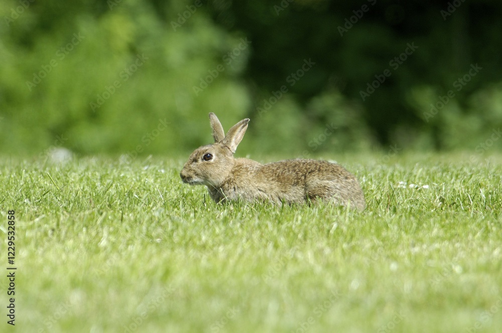 Rabbit Oryctolagus cuniculus sued-west England Rabbit Oryctolagus cuniculus sued-west England