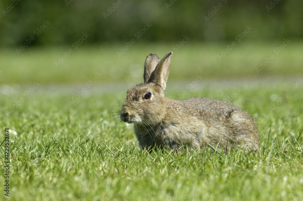 Rabbit Oryctolagus cuniculus sued-west England Rabbit Oryctolagus cuniculus sued-west England