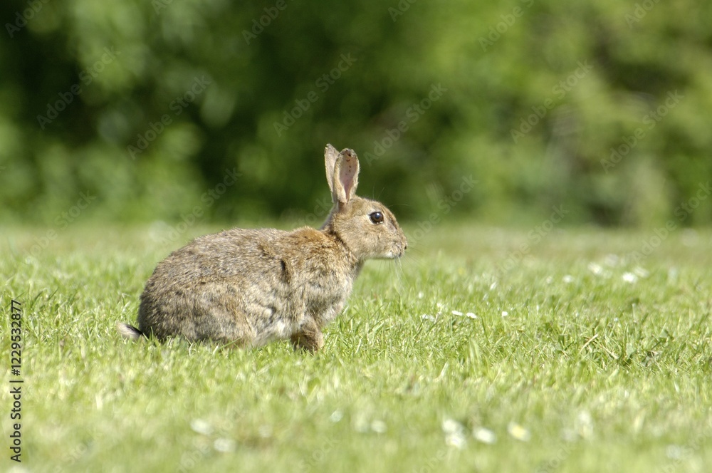 Rabbit Oryctolagus cuniculus sued-west England Rabbit Oryctolagus cuniculus sued-west England