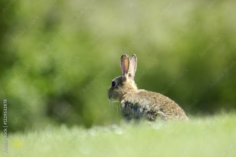 Fototapeta premium Rabbit Oryctolagus cuniculus sued-west England