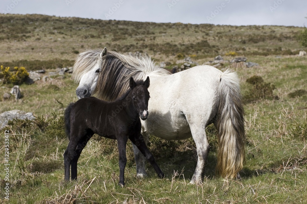 Pony with foal Dartmoor National Park Devon England Pony with foal Dartmoor National Park Devon England