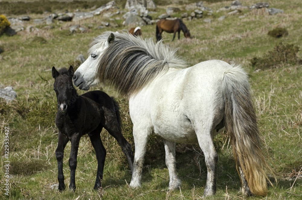 Pony with foal Dartmoor National Park Devon England Pony with foal Dartmoor National Park Devon England