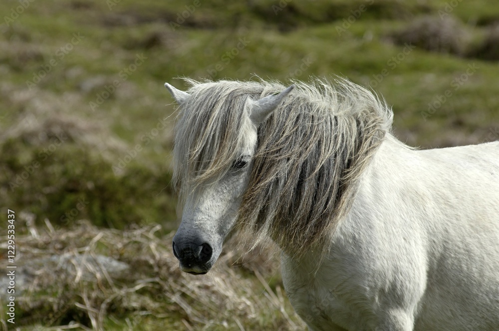 Obraz premium Pony Dartmoor National Park Devon England