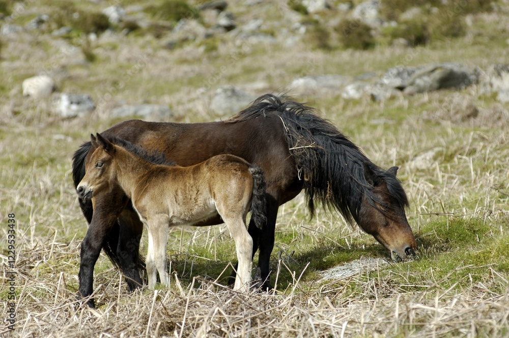 Pony with foal Dartmoor National Park Devon England Pony with foal Dartmoor National Park Devon England