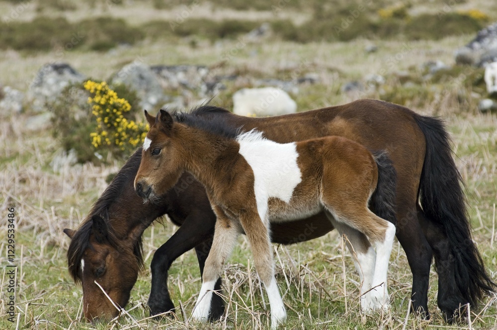 Fototapeta premium Pony with foal Dartmoor National Park Devon England