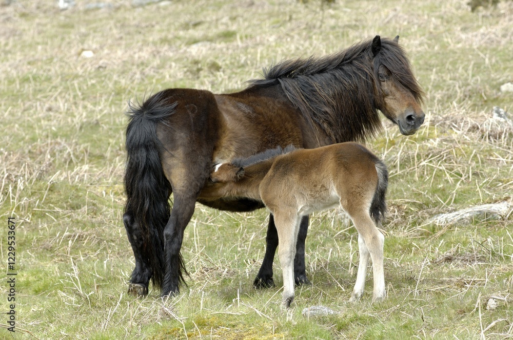 Pony with foal Dartmoor National Park Devon England Pony with foal Dartmoor National Park Devon England