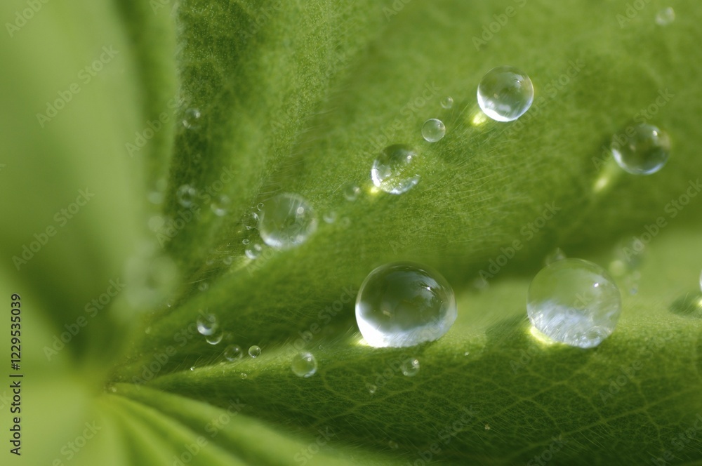 Water drops on lady's mantle leave Alchemilla mollis Water drops on lady's mantle leave Alchemilla mollis