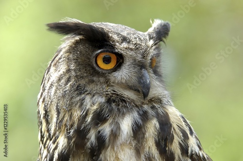 Eagle owl Bubo bubo photo