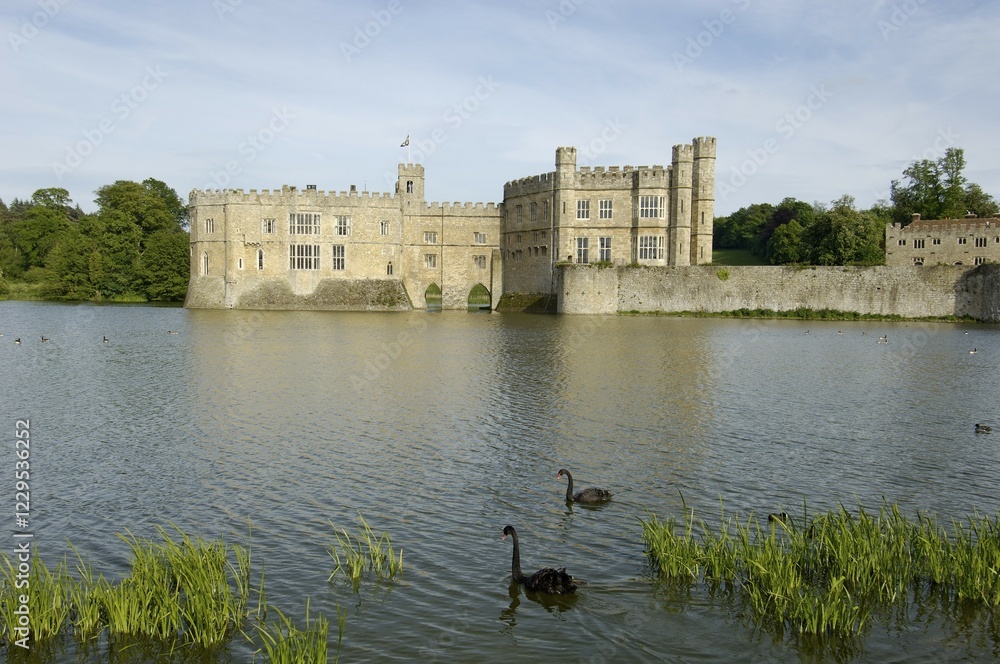 Fototapeta premium Black Swans Cygnus atratus Leeds Castle Kent England