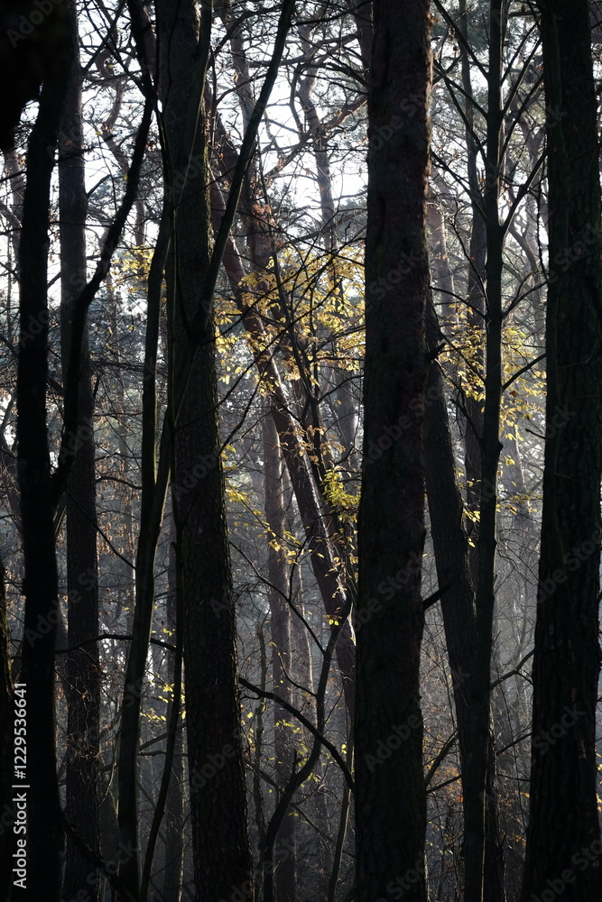 Fototapeta premium Aerial view of beautiful colorful autumn forest in low clouds at sunrise. Top view of orange and green trees in fog at dawn in fall