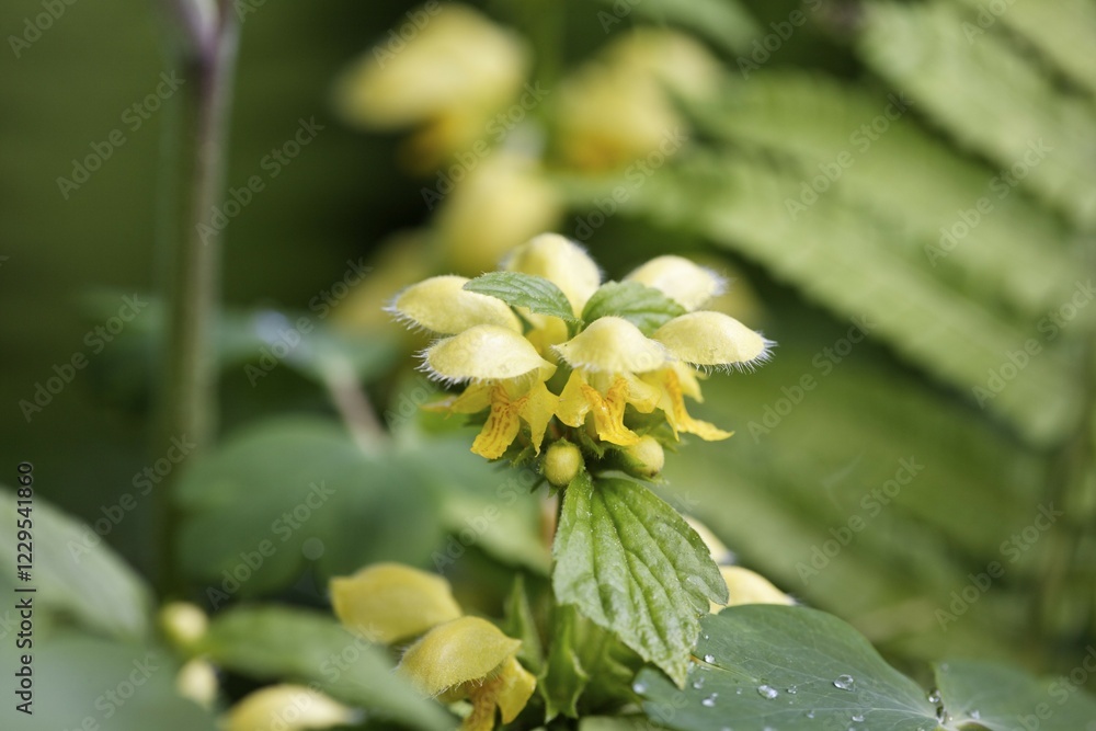 Golden dead nettle , Yellow archangel ( Lamium galeobdolon , Syn.:Galeobdolon luteum ) Golden dead nettle , Yellow archangel ( Lamium galeobdolon , Syn.:Galeobdolon luteum )