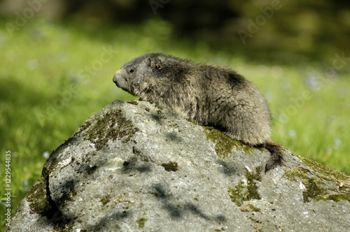 Groundhog (Marmota marmota), zoo Hellabrunn, Munich, Bavaria, Germany, Europe photo