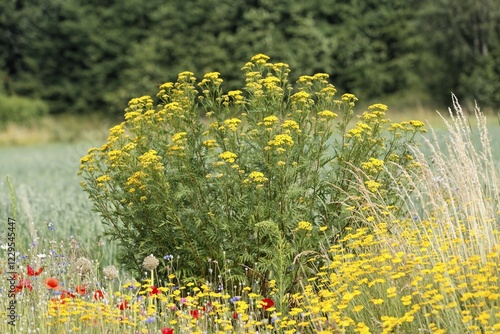 Common tansy ( Tanacetum vulgare ) Germany photo